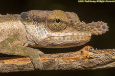 blue-nose chameleon closeup